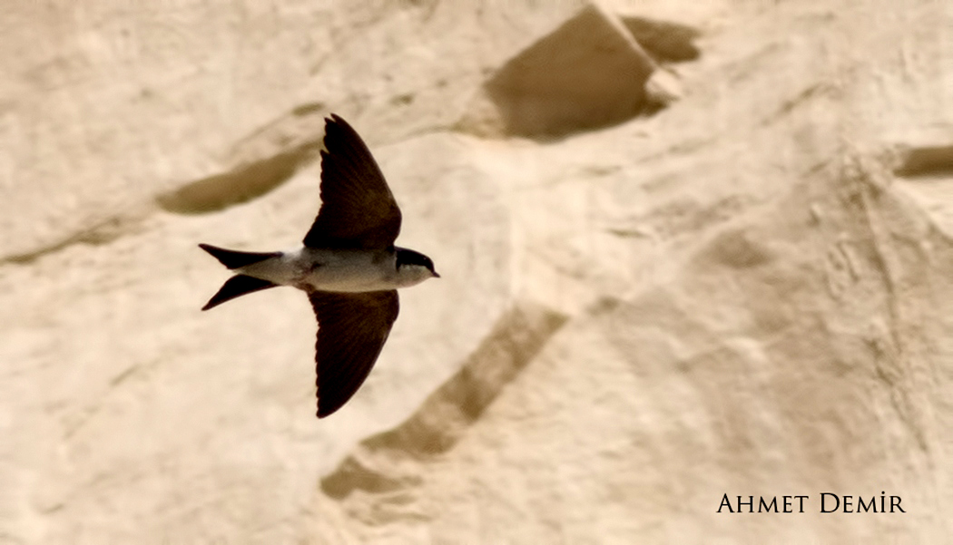 Common House-Martin